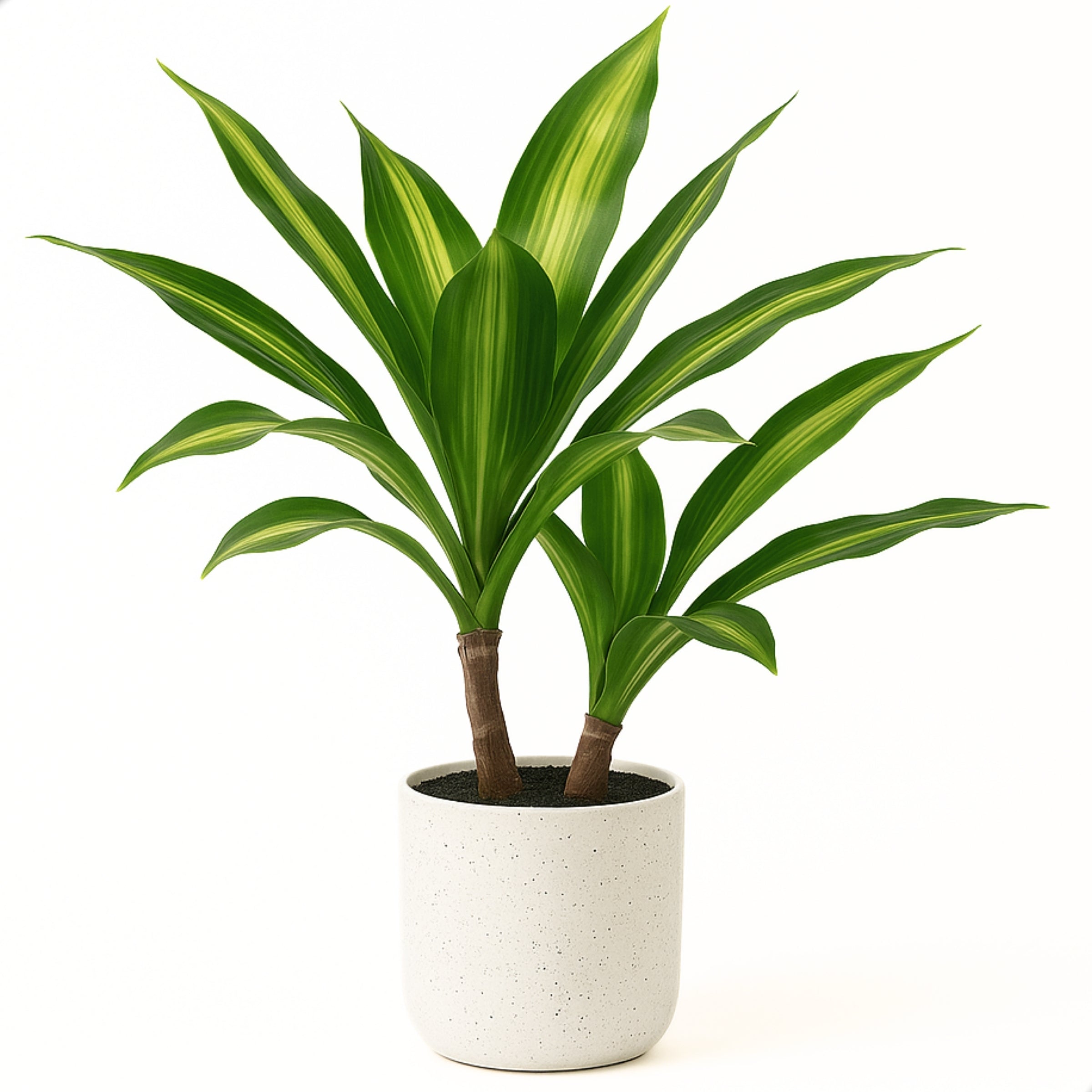 Boncy® Premium Kunstplant | Tropische Dracaena Lemon Lime 40 cm
