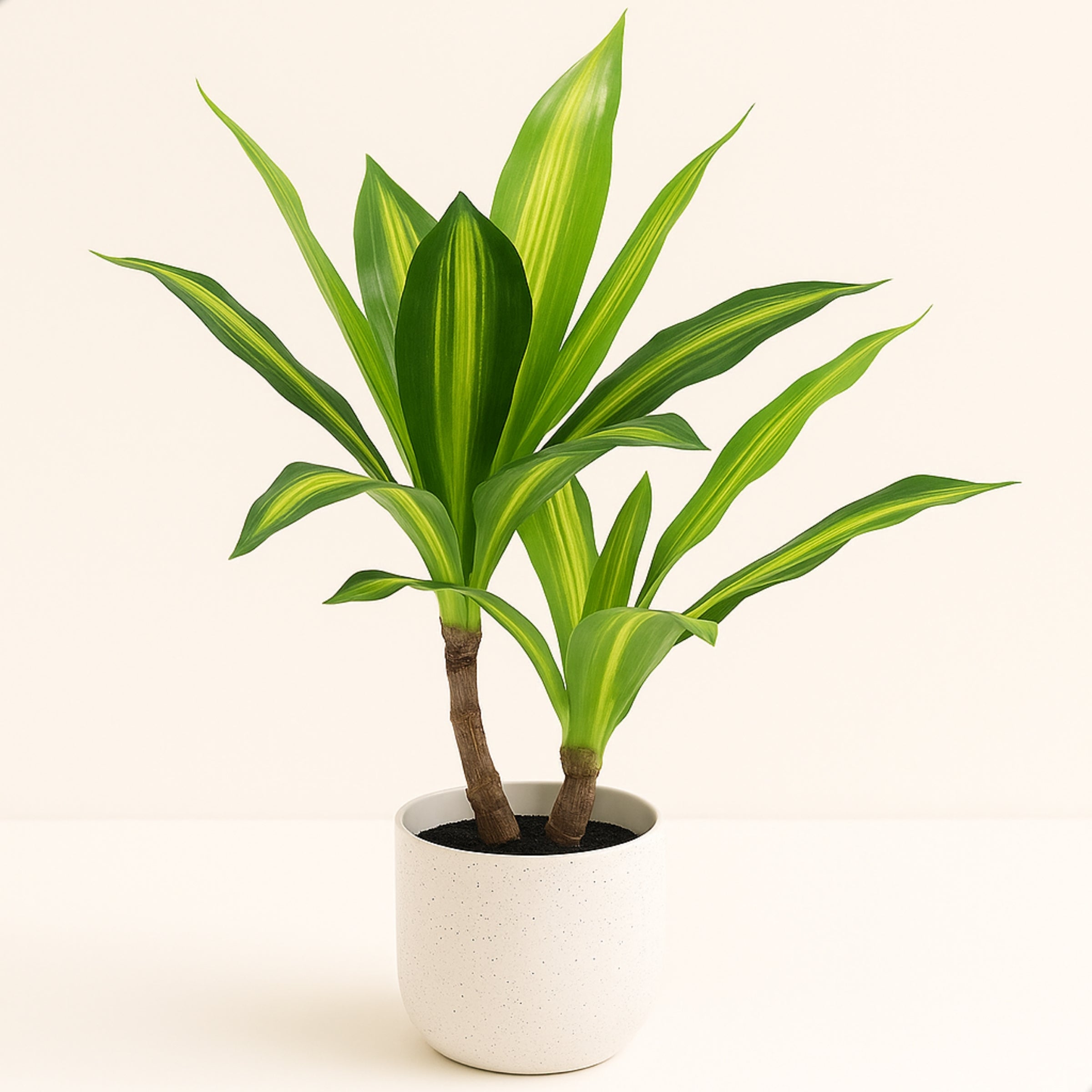 Boncy® Premium Kunstplant | Tropische Dracaena Lemon Lime 40 cm
